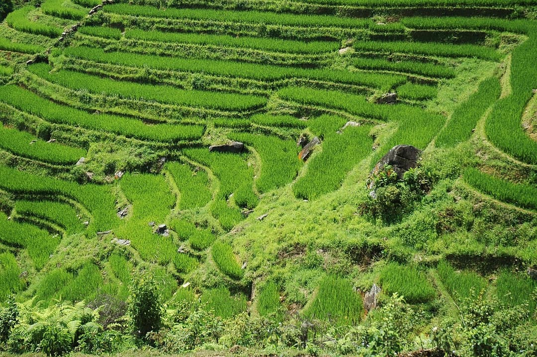 Rice fields near Sapa, Viêt Nam, vietnam