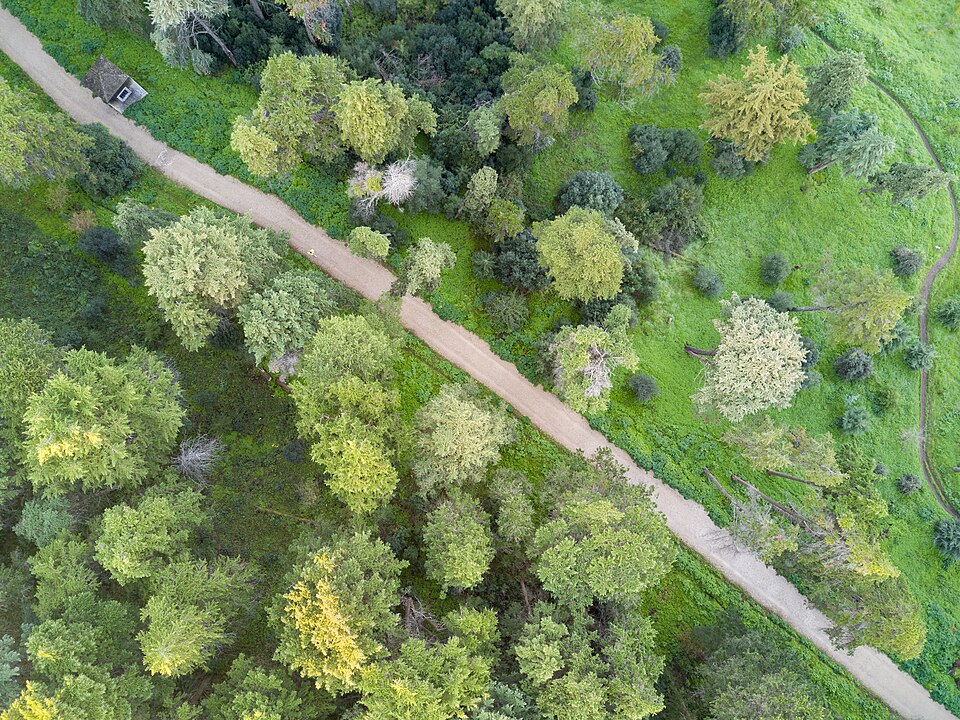 Aerial view of path and trees, Monsanto Forest Park, Lisbon, Portugal