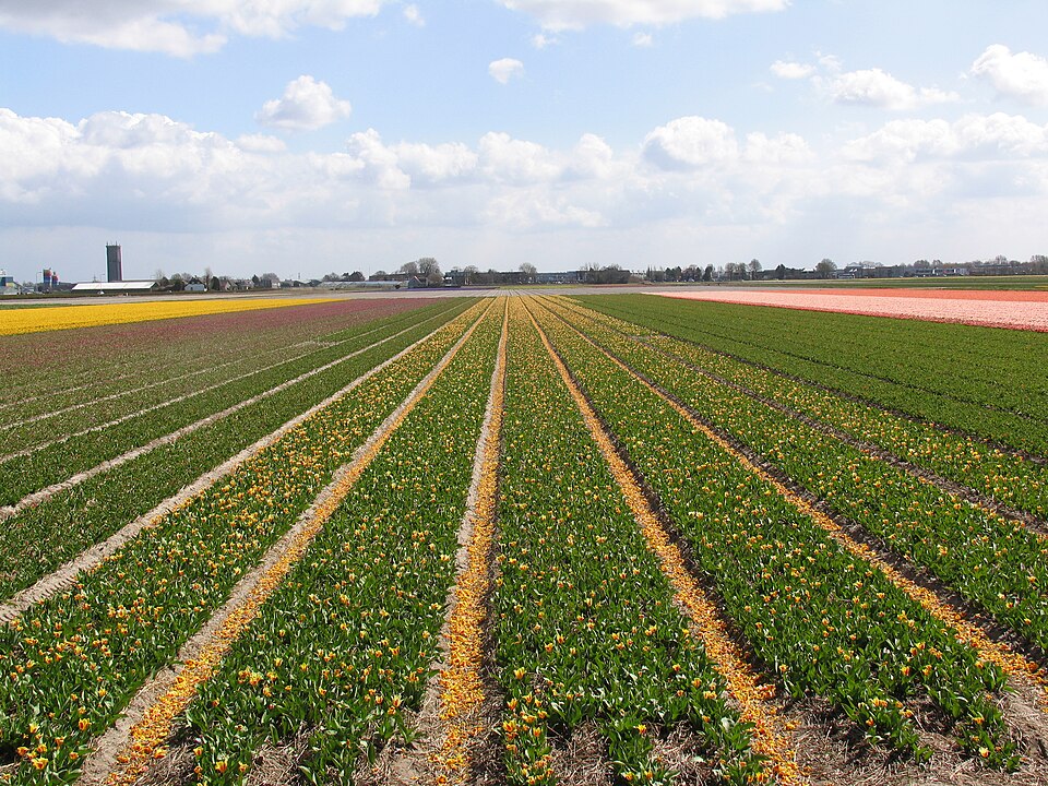 Tulip field near Keukenhof, niederlande