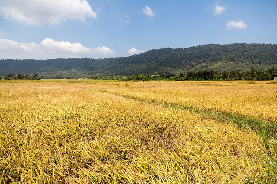 Langkawi Malaysia Rice-Paddy-05