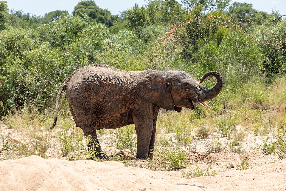 Kruger National Park (ZA), Elefant, Südafrika