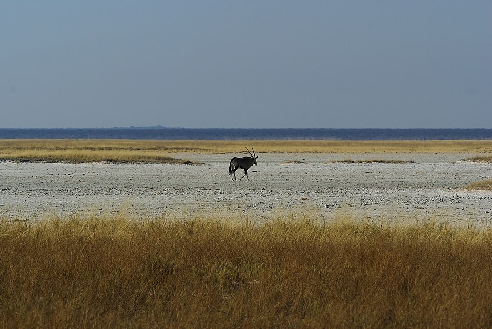 Etosha pan with Gemsbok, Namibia